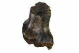 Partially Rooted Nodosaur Tooth - Judith River Formation #144844-1